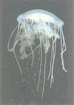JellyFish Software — fluid, elegant web design